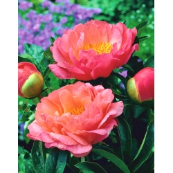 Peony "Coral Sunset" - seedling; paeony -  large package! - 10 pcs
