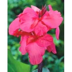 Canna Shining Pink - XL-pack - 50 st