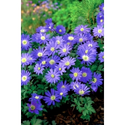 Balkananemon "Blue Shades" - Stort paket - 80st; Grecian windflower, vinter windflower - 