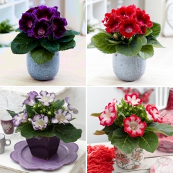 Gloxinia - selezione di 4 varietà di fiori a bulbo