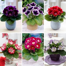 Gloxinia - seleção de 6 variedades de flores de bulbo - 
