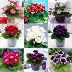 Gloxinia - seleção de 9 variedades de flores de bulbo - 
