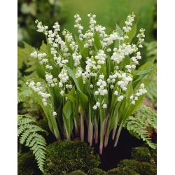 Convallaria Majalis, Lily of the Valley - XL pack - 50 pcs