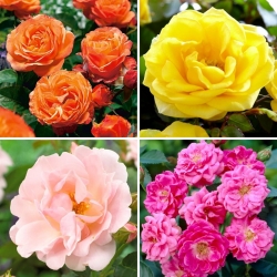 Trandafir de parc - set de patru cele mai populare soiuri - patru răsaduri - 