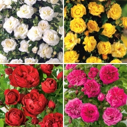 Rosa trepadeira - conjunto de variedades mais populares - quatro mudas - 