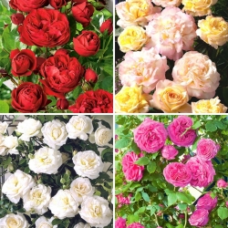 Rosa trepadora - conjunto de variedades encantadoras - cuatro plántulas - 