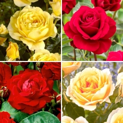 Daudzfloras roze (Polyantha) - sarkanu un dzeltenu ziedu šķirnes - četri stādi - 
