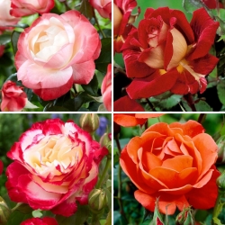 Едроцветна (Grandiflora) роза - селекция от сортове с цветя в топли цветове - четири разсада - 