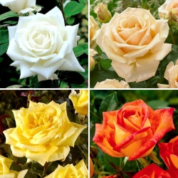 Trandafir cu flori mari (Grandiflora) - selecție de soiuri fermecătoare - patru răsaduri - 