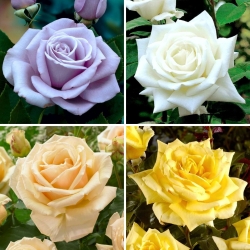 Rosa de flor grande (Grandiflora) - selección de variedades deslumbrantes - cuatro plántulas - 