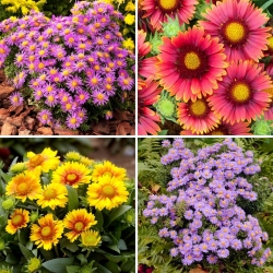 Plántulas de flores de aster y manta - selección de 4 variedades de plantas con flores