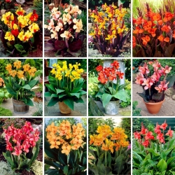 Canna lelijų sodinukai - 12 žydinčių augalų veislių pasirinkimas