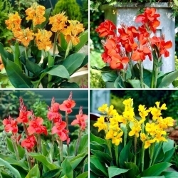 Canna liljan taimet - valikoima 4 kukkivia kasvilajikkeita - 