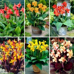 Canna lily seedlings - selection of 6 flowering plant varieties