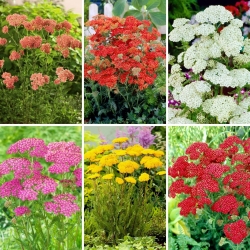 Plántulas de milenrama común - selección de 6 variedades de plantas con flores