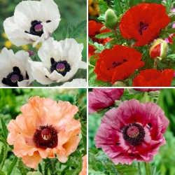 Plántulas de amapola - selección de 4 variedades de plantas con flores