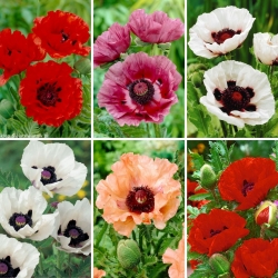 Plántulas de amapola - selección de 6 variedades de plantas con flores