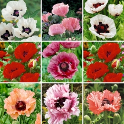 Mudas de papoula - seleção de 9 variedades de plantas com flores - 