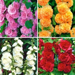 Plántulas de Hollyhock - selección de 4 variedades de plantas con flores - 