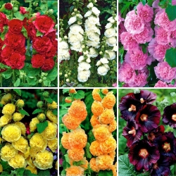 Plántulas de Hollyhock - selección de 6 variedades de plantas con flores - 