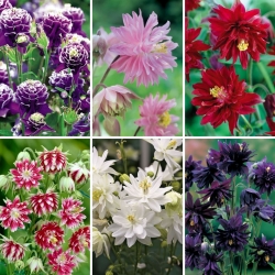 Capó de la abuela, plántulas de columbine - selección de 6 variedades de plantas con flores