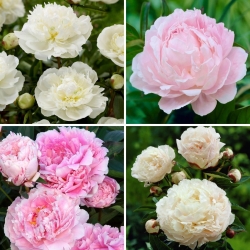 Plántulas de peonía - selección de 4 variedades de plantas con flores