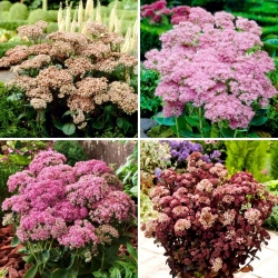 Stonecrop Sedum taimet - valikoima 4 kukkivia kasvilajikkeita