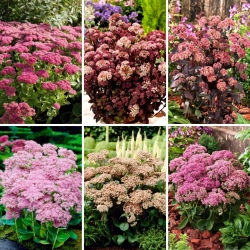 Piantine Stonecrop Sedum - selezione di 6 varietà di piante da fiore