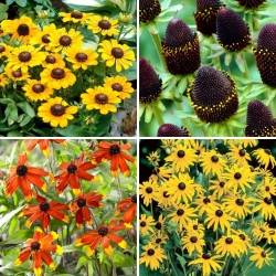 Sadenice Black-eyed Susan - výber zo 4 odrôd kvitnúcich rastlín