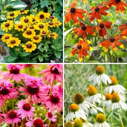 Sämlinge der Schwarzäugigen Susanne und des Sonnenhuts - Auswahl von 4 blühenden Pflanzensorten - 