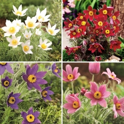 Plántulas de pasqueflower - selección de 4 variedades de plantas con flores