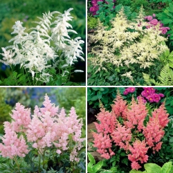 Plántulas de barba de cabra falsa (Astilbe) - selección de 4 variedades de plantas con flores - 