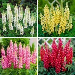 Plántulas de lupino - selección de 4 variedades de plantas con flores - 