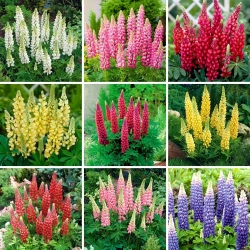 Plántulas de lupino - selección de 9 variedades de plantas con flores - 