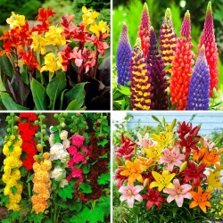Spring mix - selection of 4 bulb flower varieties - 12 seedlings