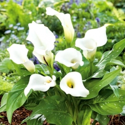 Zantedeschia, Calla Lily White - XL pakk - 50 tk