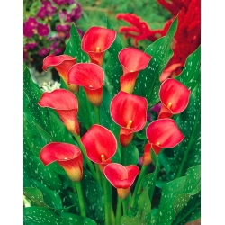 Zantedeschia, Calla Lily Red - XL pakkaus - 50 kpl