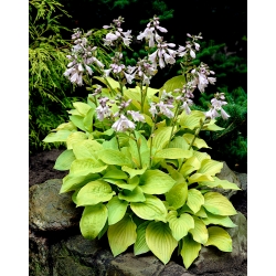 Hosta, Plantain Lily August Moon - large package! - 10 pcs