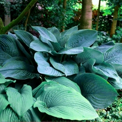 Hosta, Plantain Lily Empress Wu - large package! - 10 pcs