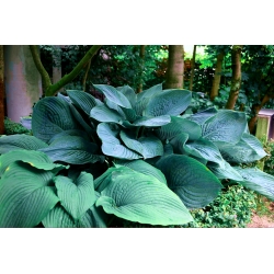 Hosta, Plantain Lily Empress Wu - large package! - 10 pcs