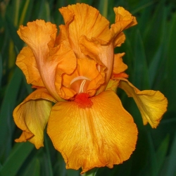 Iris germanica Orange - XL pakuotė - 50 vnt.