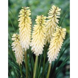 Kniphofia, Red Hot Poker, Tritoma White - große Packung! - 10 Stk - 
