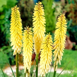 Kniphofia, Red Hot Poker, Tritoma Percy's Pride - голям пакет! - 10 бр - 