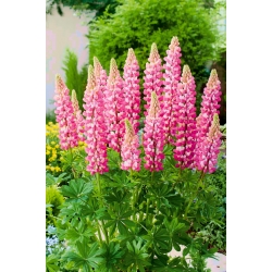 Lupinus, Lupine, Lupine The Chatelaine - XL-Packung - 50 Stk
