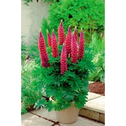 Lupinus, Lupin, Lupin Les Pages - Pack XL - 50 pcs