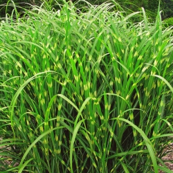 Miscanthus Zebrinus, Zebra Grass - Seedling  - XL pack - 50 pcs