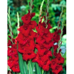 Gladiolus Bulbi roșii XXL - XL pachet - 50 buc.