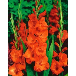 Gladiolus Orange bulbs XXL - XXXL pack  250 pcs