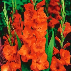 Gladiolus Oranžinės svogūnėliss XXL - XL pakuotė - 50 vnt.
