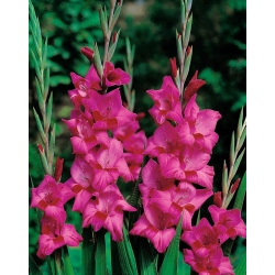Gladiolus Pink cibuľky XXL - XXXL balenie 250 ks
